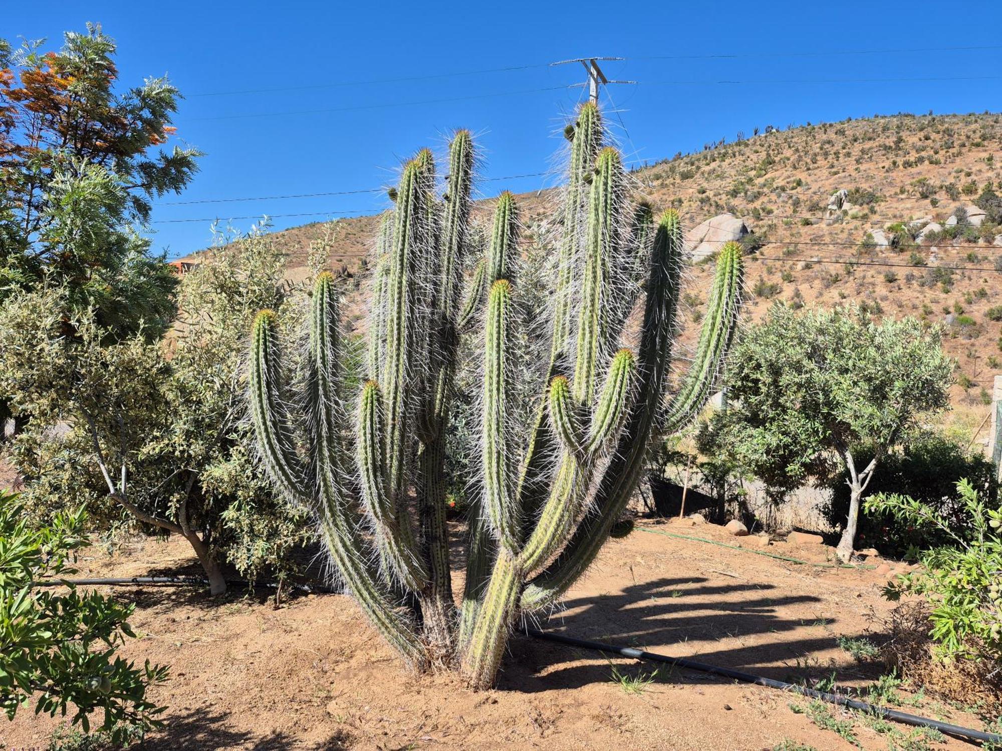 Casa de hóspedes Almendros *