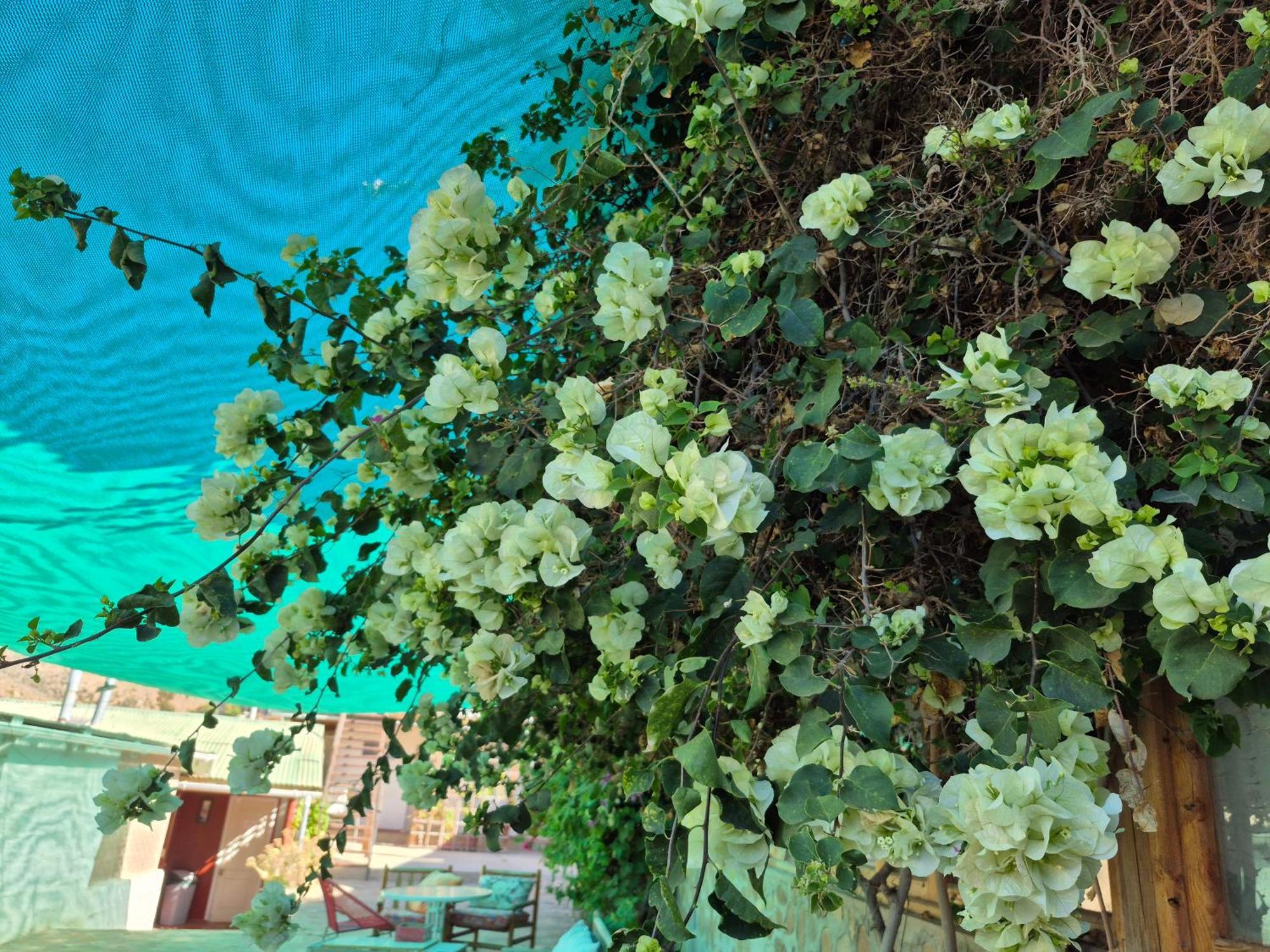 Casa de hóspedes Almendros Canela Baja