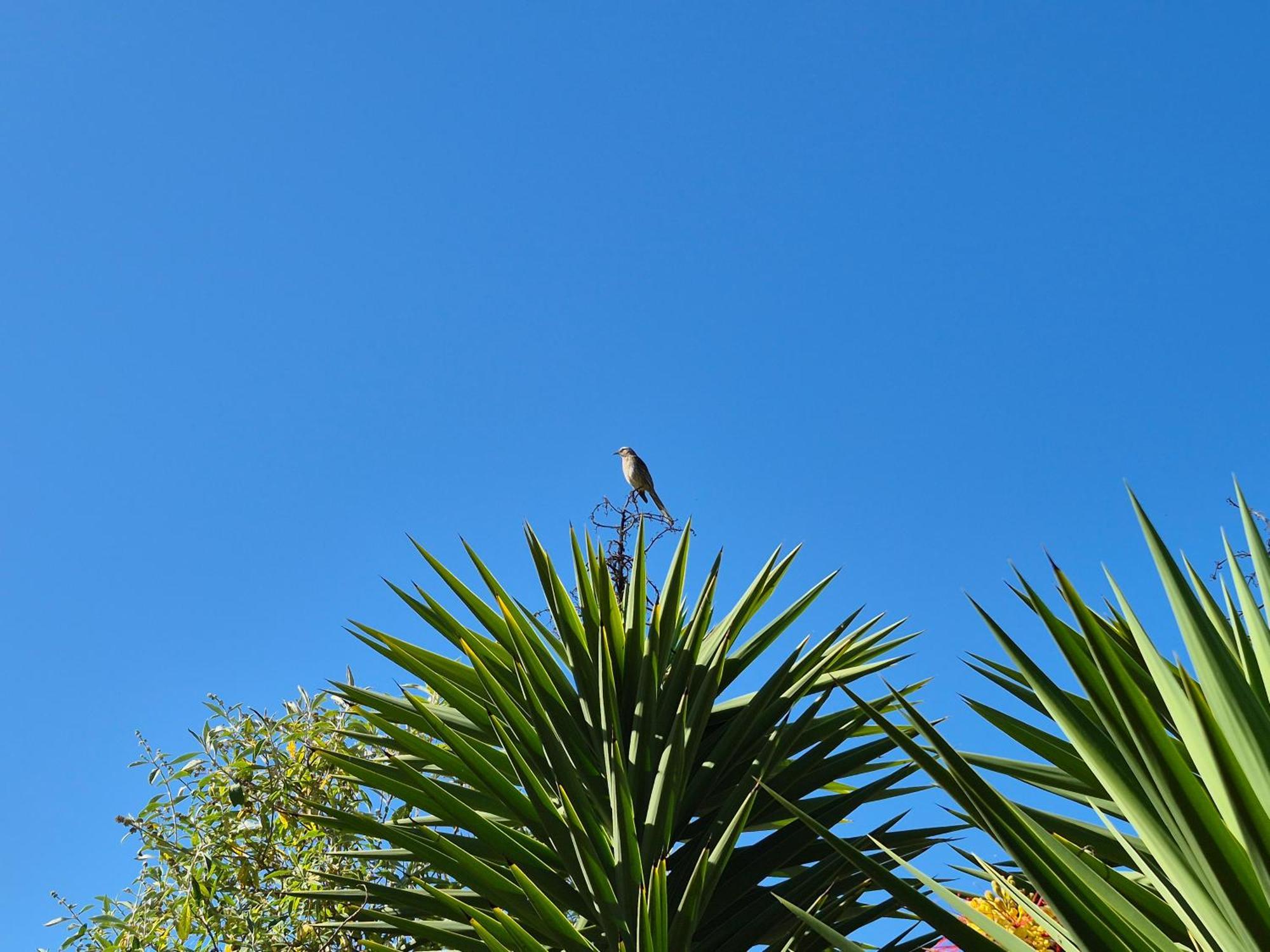 Casa de hóspedes Almendros Canela Baja